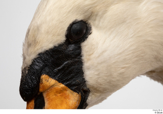 Mute swan eye 0005.jpg